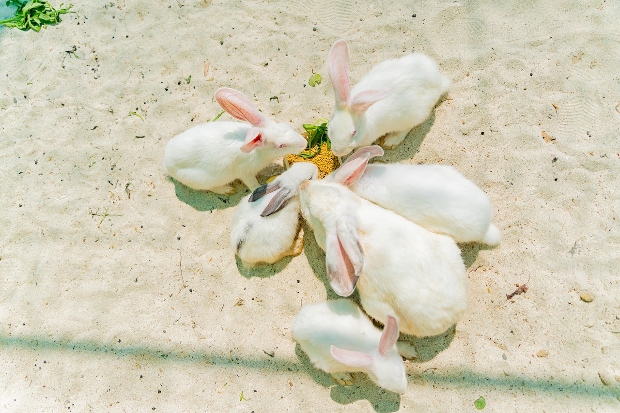 Tusked Rabbit Animal Rabbit Mammal - Free photo on Pixabay - Pixabay