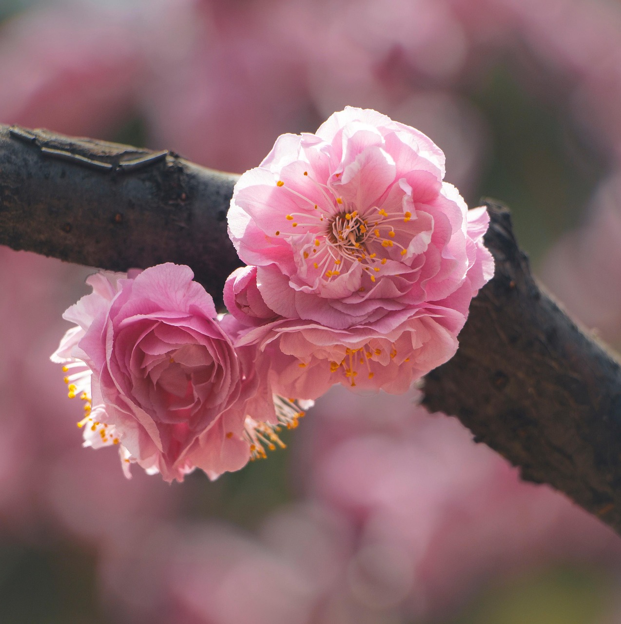 Fleurs Bloom Fleurir - Photo gratuite sur Pixabay - Pixabay