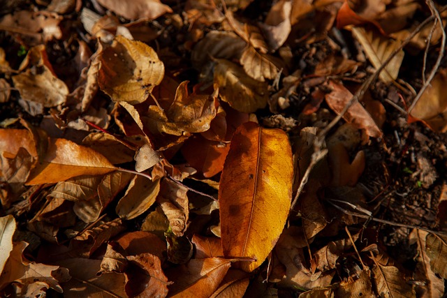Free Leaves Nature photo and picture