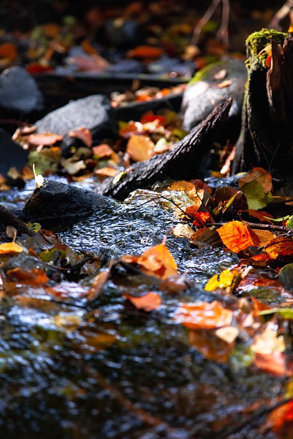 Free Stream River photo and picture