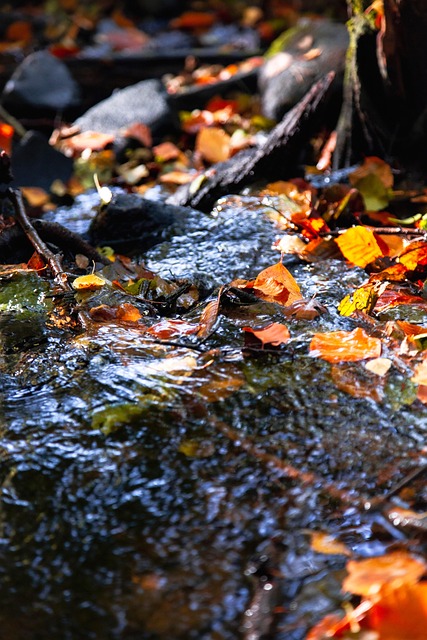Free Stream River photo and picture