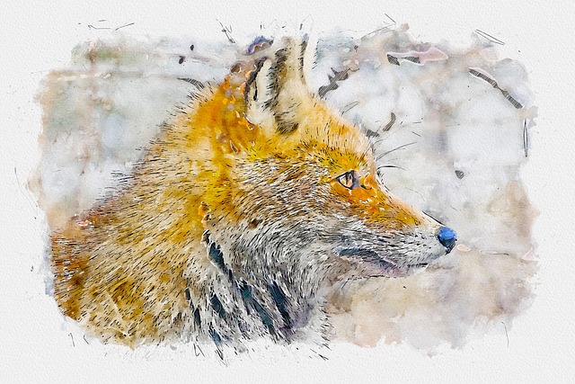 Fuchs, Rotfuchs, Tier, Wild, Natur