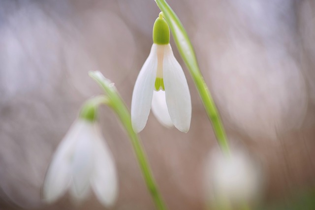 Free Flower Snowdrop photo and picture