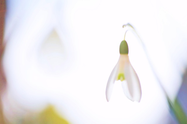 Free Snowdrop Spring photo and picture