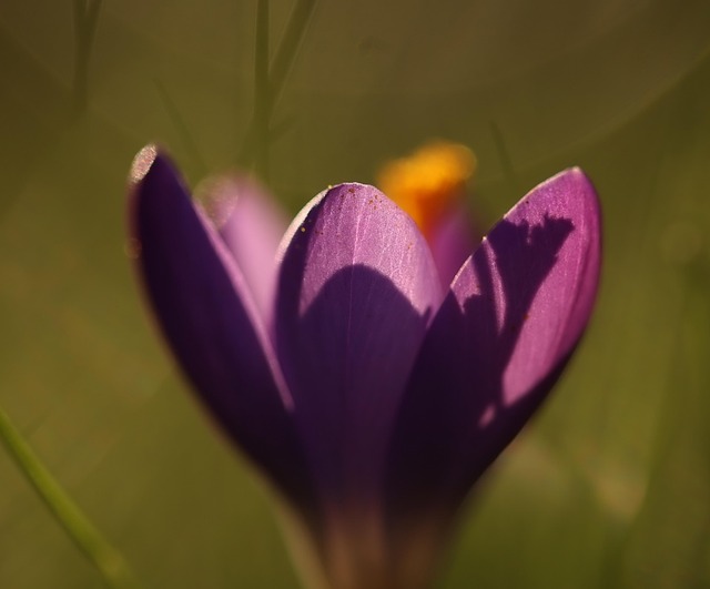 Free Crocus Flower Background photo and picture