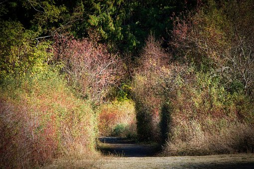 Free Path Trail photo and picture