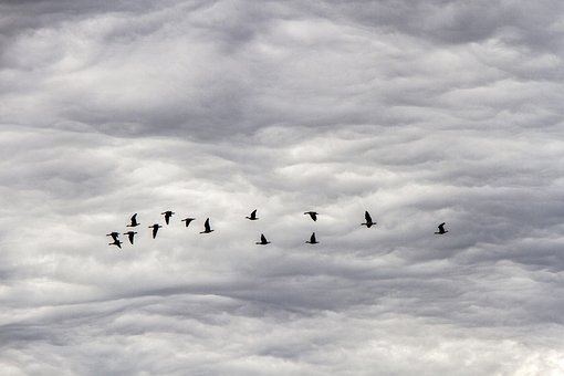 Free Birds Canada Geese photo and picture