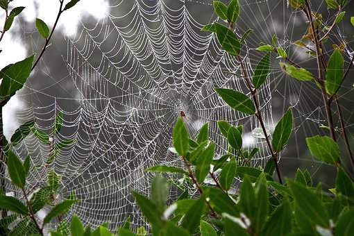 Free Spiders Webs photo and picture