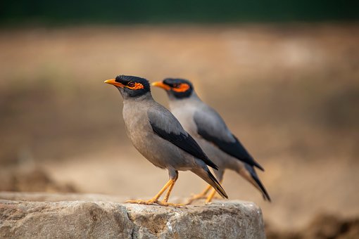 Myna, Fugle, Dyr, Dyreliv, Natur
