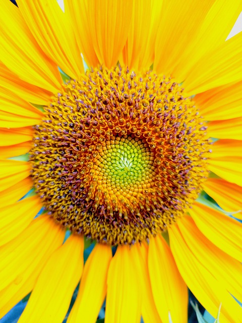 Sunflower Yellow Flower Nature - Free photo on Pixabay - Pixabay