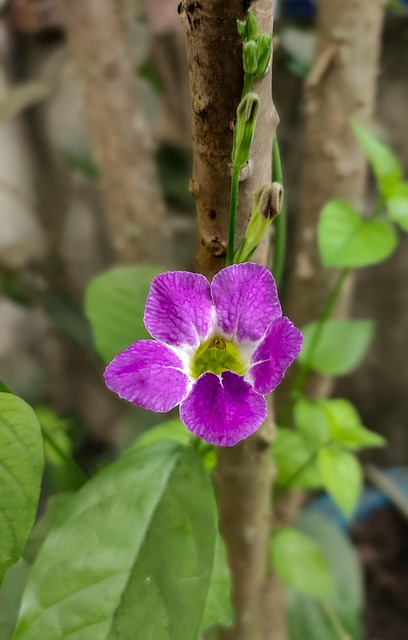 Free Chinese Violet photo and picture