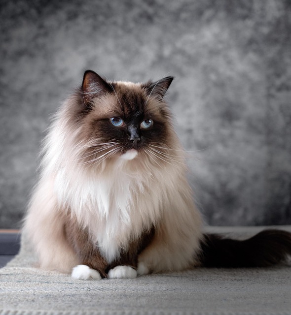 Cat, Kattunge, Dyr, Kjæledyr, Katteaktig