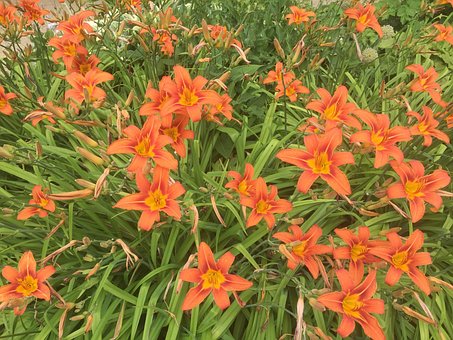 Free Nature Flower photo and picture