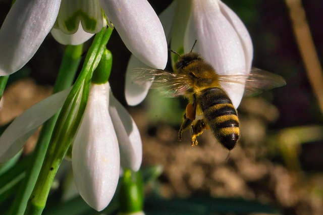 Free Snowdrop Bee photo and picture