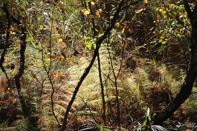 Free Forest Nature photo and picture