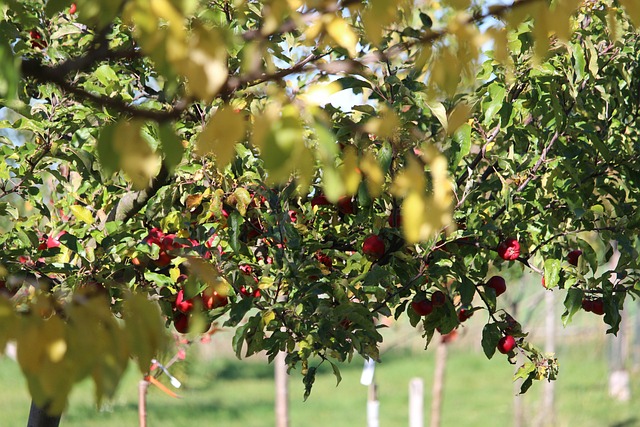 Free Trees Orchard photo and picture