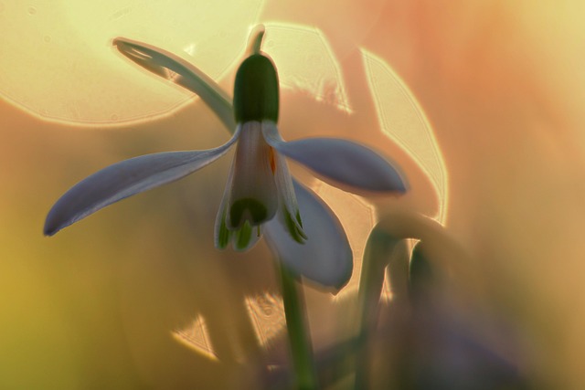 Free Snowdrop Blossom photo and picture