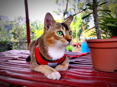 Free Cat Pet photo and picture