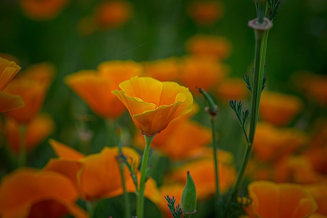 Free California Poppy Flower photo and picture