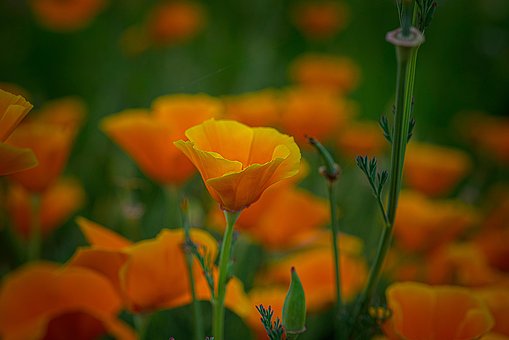 Kalifornische Mohnblume, Blume