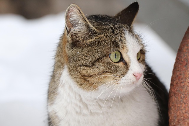 Dyr, Kat, Feline, Kæledyr, Pattedyr