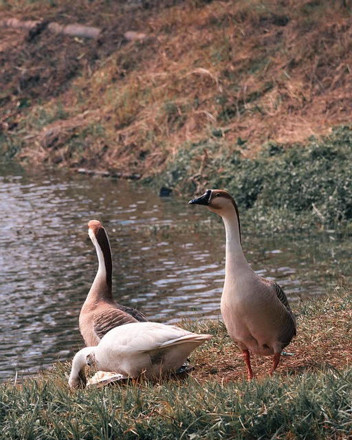 Enten, Vögel, Federn, Tier, Tierwelt