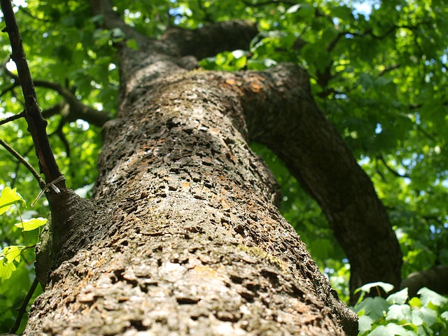 Free Tree Nature photo and picture