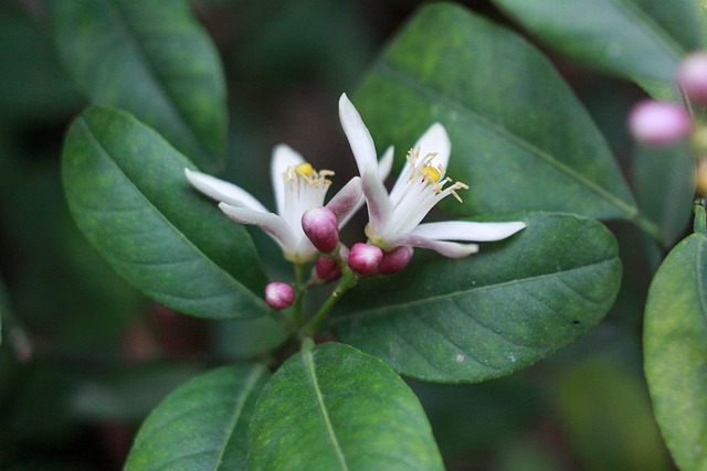 Free Chanh Flower photo and picture
