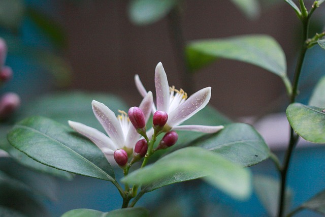 Free Chanh Mf Lens photo and picture