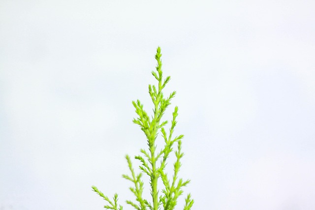 Free Tree Firs photo and picture