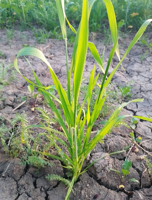 Free Nature Plant photo and picture