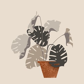 Monstère, Les Plantes, Feuille