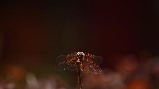 Free Dragonfly Wings photo and picture