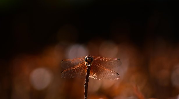 Free Dragonfly Wings photo and picture