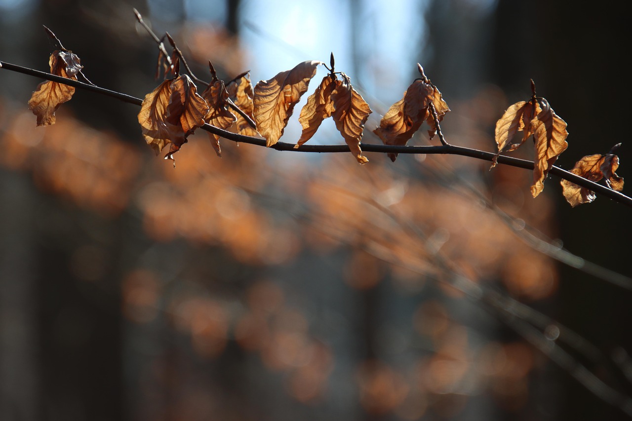 枝杈 树叶 森林 - Pixabay上的免费照片 - Pixabay