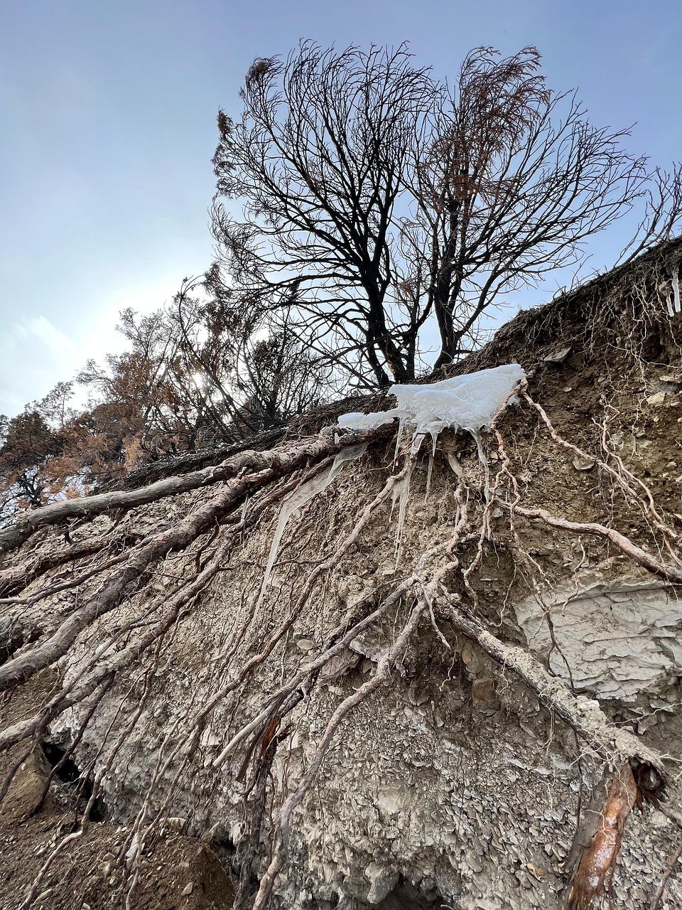 Snowy Tree Roots Tree Roots Ice - Free photo on Pixabay - Pixabay