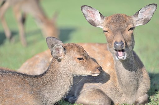 Cervo, Ruminantes, Animal, Fauna