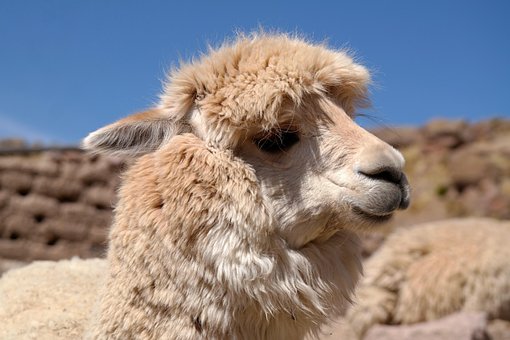 Free Animal Species photo and picture