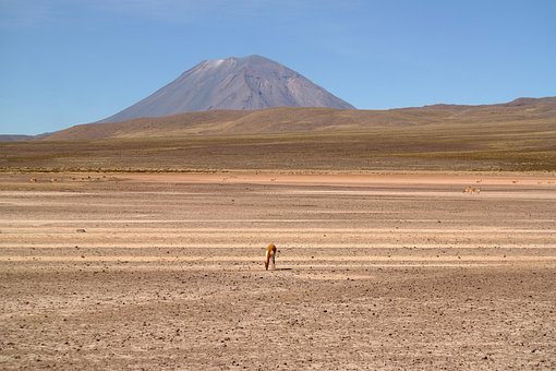Free Peru Lama photo and picture