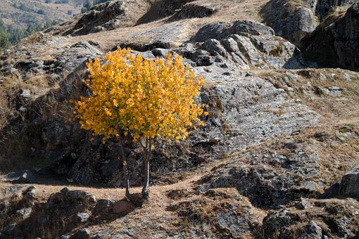 Free Tree Nature photo and picture