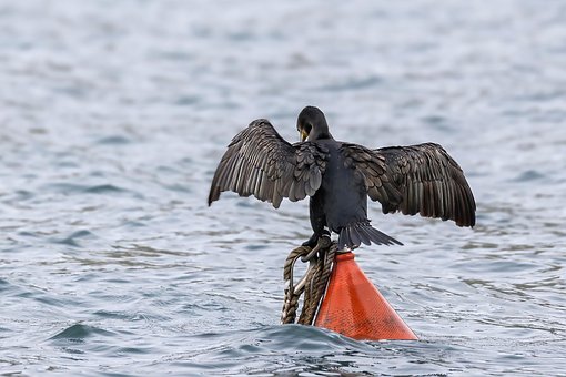 Free Cormorant Bird photo and picture