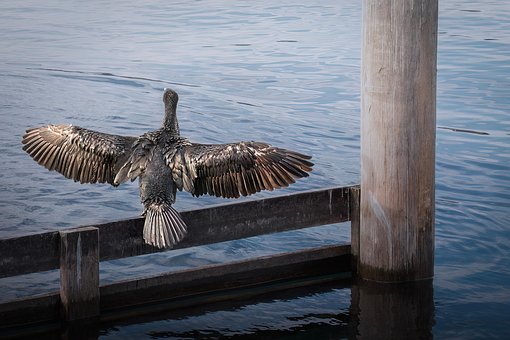 Free Cormorant Bird photo and picture