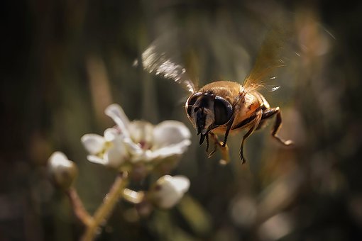 Free Insects Bumblebee photo and picture