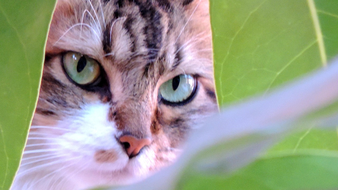  Katze Katzenartig Augen - Kostenloses Foto auf Pixabay - Pixabay Bildidee 