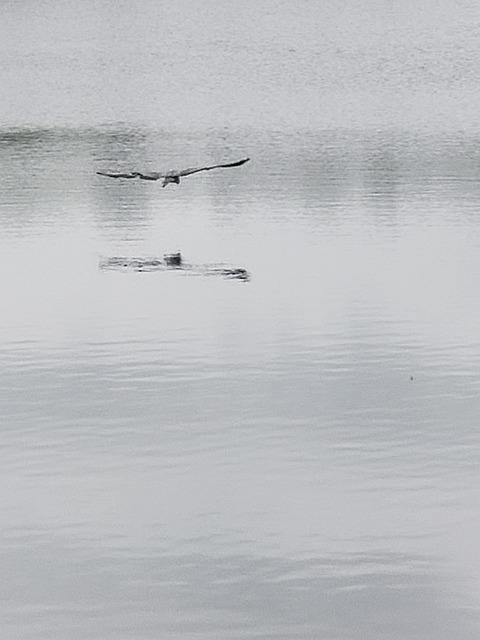 Free Huron Bird photo and picture