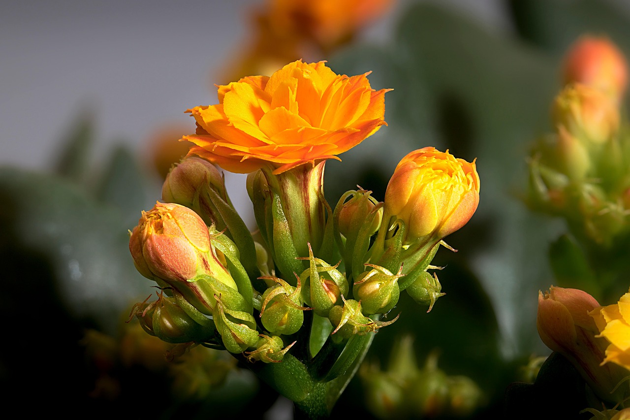 300000 多张免费的“长寿花”和“自然”照片 - Pixabay