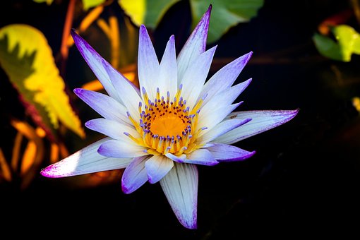 Free Flower Petals photo and picture