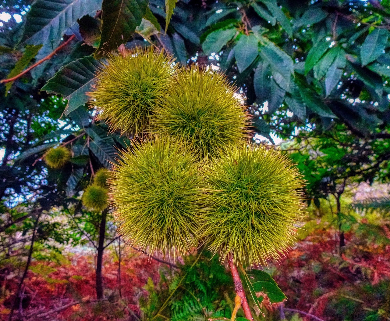 板栗 森林 树 - Pixabay上的免费照片 - Pixabay
