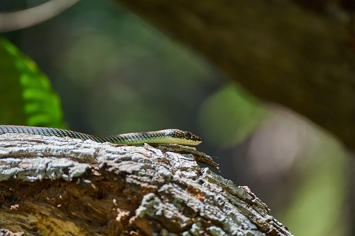 Slange, Grøn, Dyreliv, Natur, Skov