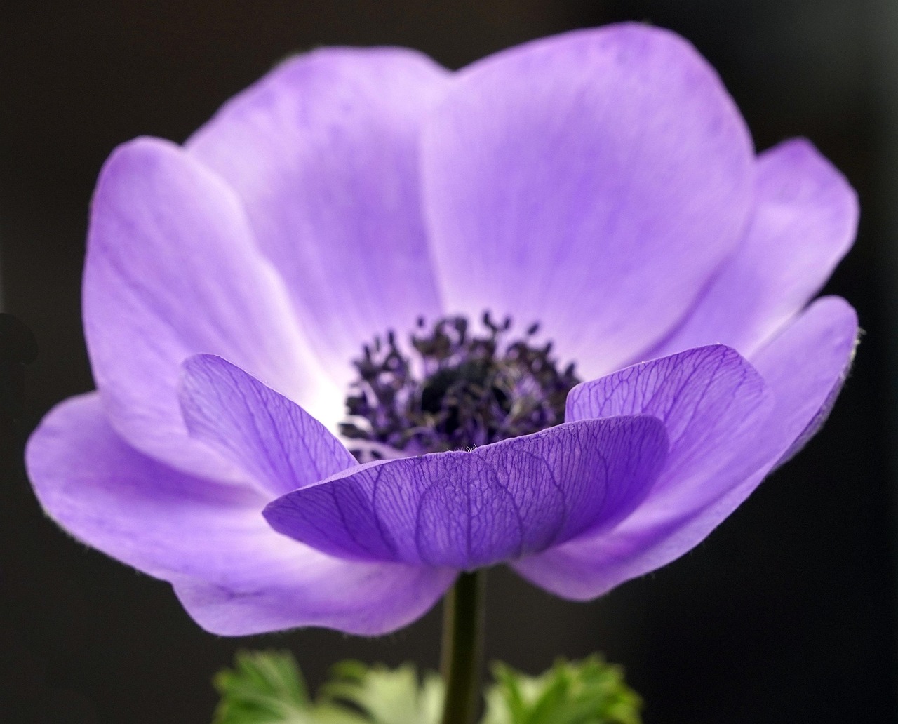 Anemone Flower Purple Free Photo On Pixabay